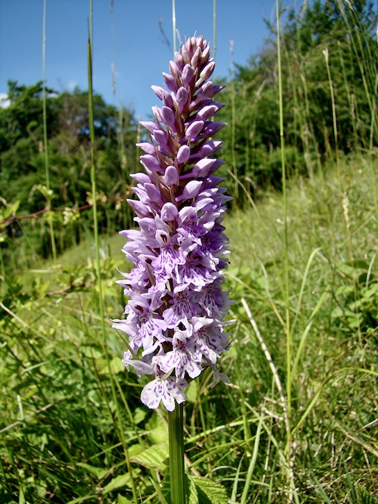 common spotted